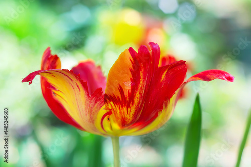 A close-up of an orange-yellow tulip of the parrot variety. Side view, shallow depth of field