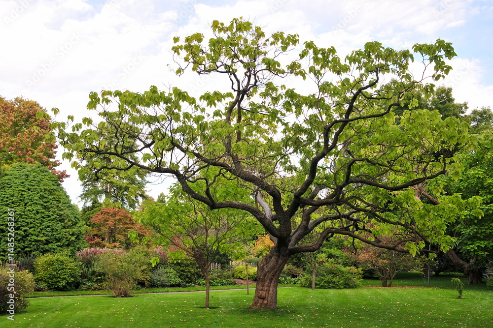 View of leafy trees on a grass lawn in a beautiful garden View of leafy trees on a grass lawn in a beautiful garden