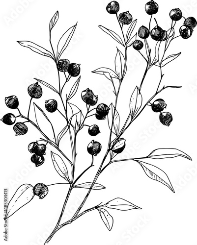 Elegant vector illustration of hand-drawn blueberry branches, perfect for botanical designs. Ideal for nature-themed projects, eco-friendly products, and organic branding.