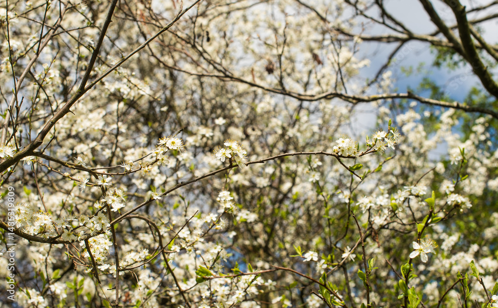 White blossoms of an apple tree against blue sky White blossoms of an apple tree against blue sky