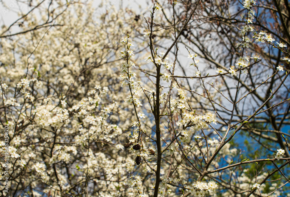 White blossoms of an apple tree against blue sky White blossoms of an apple tree against blue sky