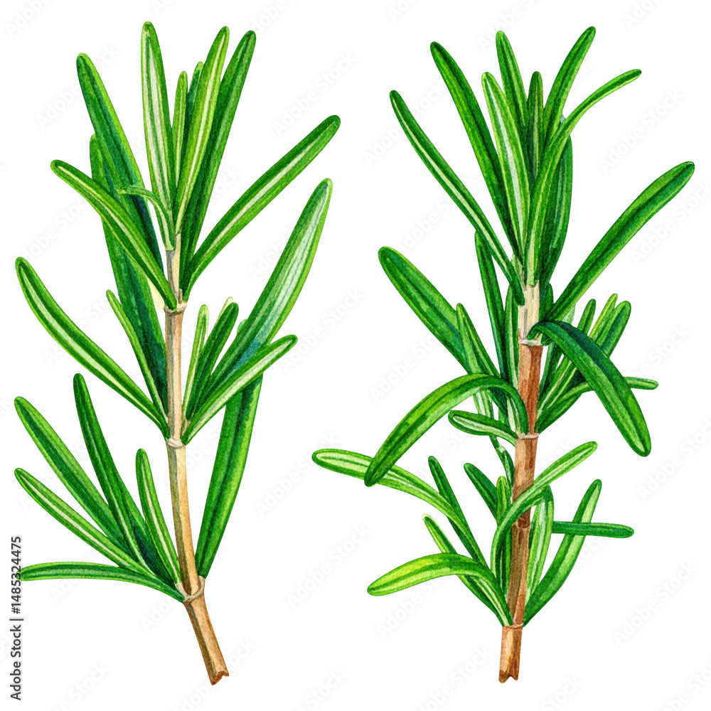 Obraz premium Isolated Rosemary Watercolor Illustration on White Background for Botanical or Culinary Use