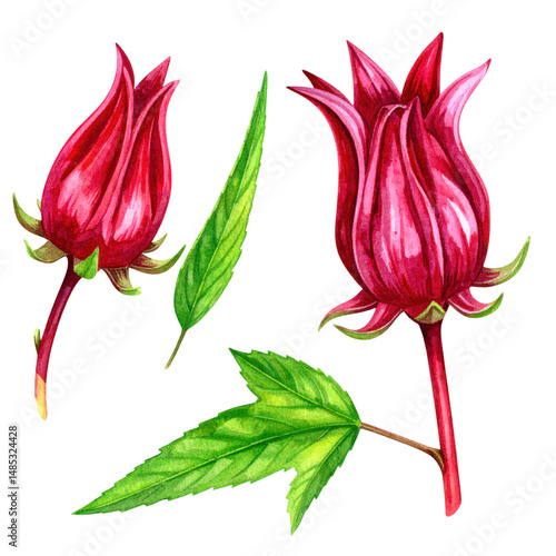 Detailed Watercolor Illustration of Roselle Plants and Leaves Isolated on White Background for Artistic and Educational Use