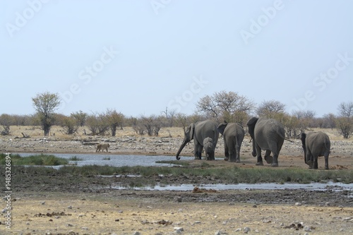 Photography elephants in the water, african giant