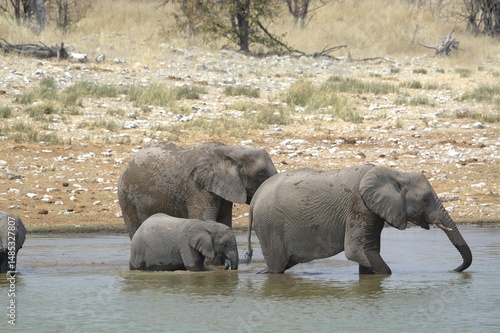 Canvas Print elephants in the water, african giant