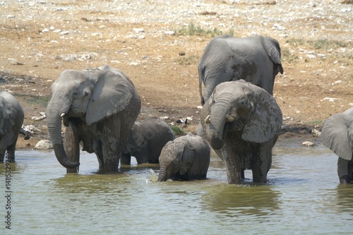 Photography elephants in the water, african giant