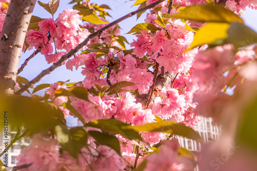 pink sakura flowers