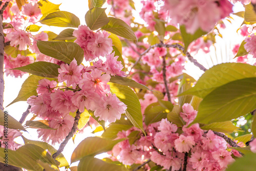 pink sakura flowers