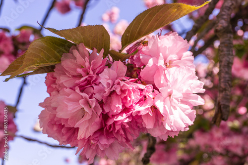 pink sakura flowers