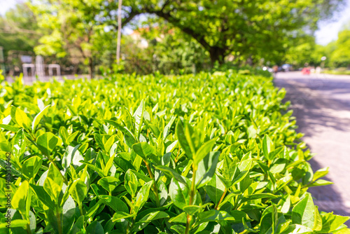 green grass in the park