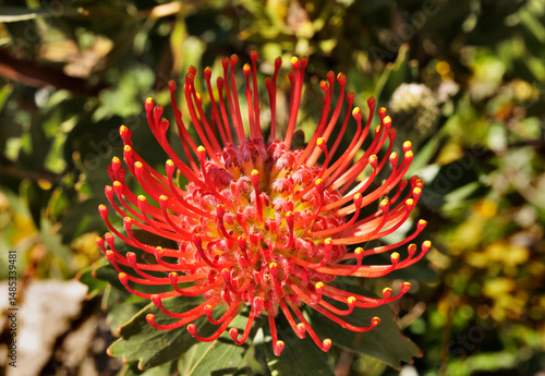 Red flower of ornamental pincushion