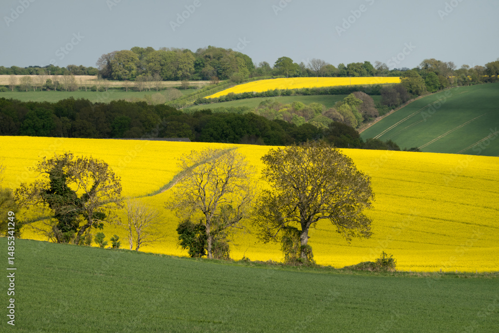 Fototapeta premium Oilseed rape field in arable landscape in spring sunlight, East Garston, West Berkshire, England, United Kingdom, Europe