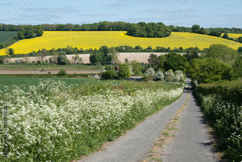 Cow Parsley along country lane with oilseed rape field in distance, Hampstead Norreys, Berkshire, England, United Kingdom, Europe