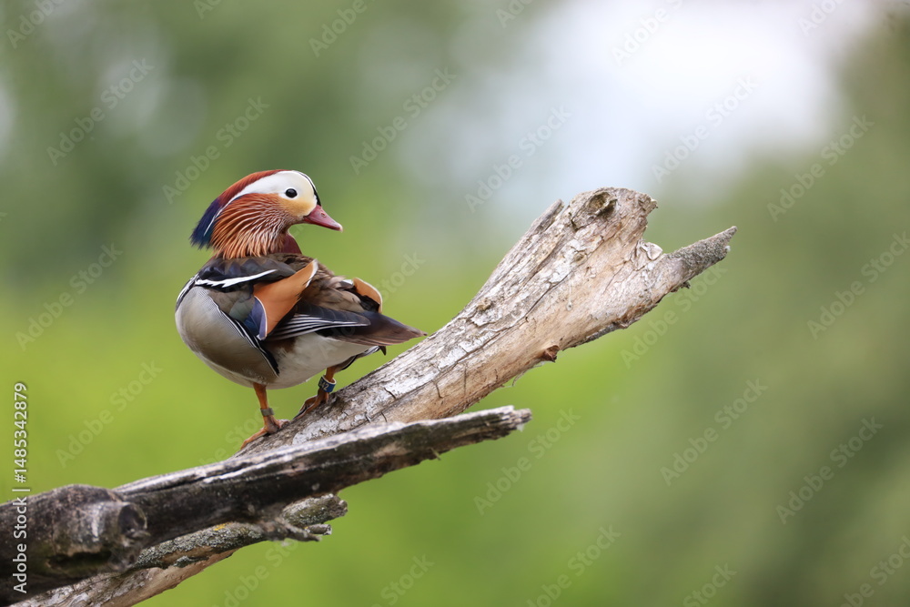 Naklejka premium Mandarin duck