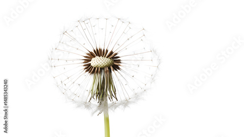 Wallpaper Mural Close Up Dandelion Seed Head Transparent Isolated Background Torontodigital.ca