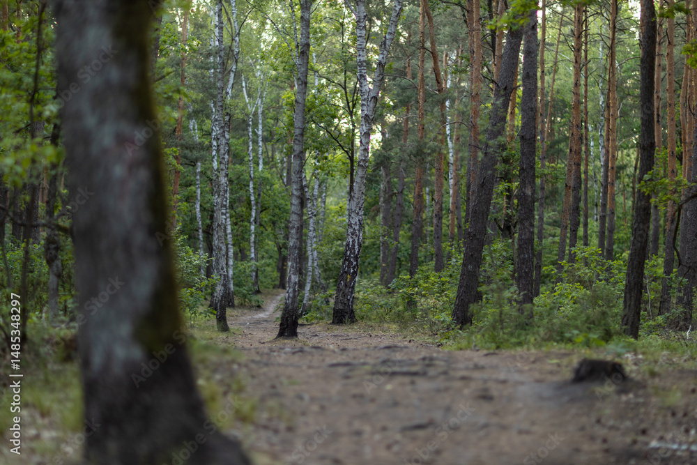 Obraz premium Birch trees in a lush summer forest
