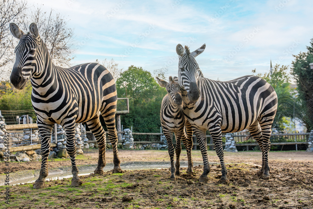 Fototapeta premium Grant's zebra