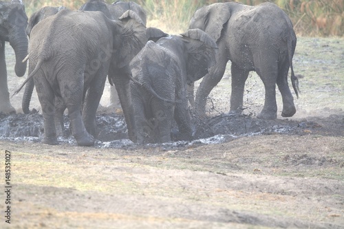 Canvas Print elephants in the water, african giant