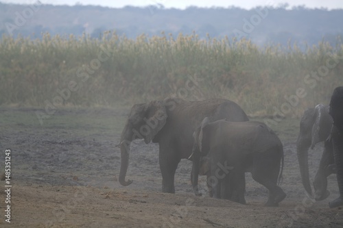 Photography elephants in the water, african giant