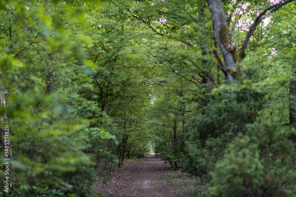 Fototapeta premium Forest pathway with green foliage