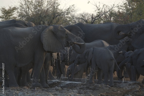 Photography elephants in the water, african giant