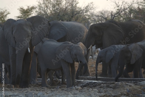 Photography elephants in the water, african giant