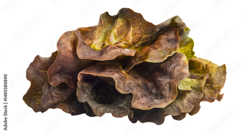 Fototapeta premium Fresh Lettuce on White Background in Studio Photography
