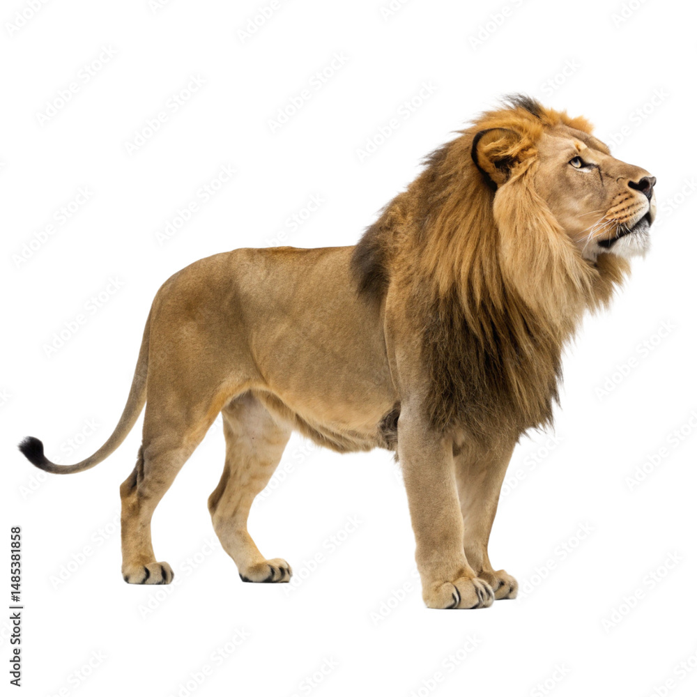 Obraz premium lion isolated on transparency or jpeg background