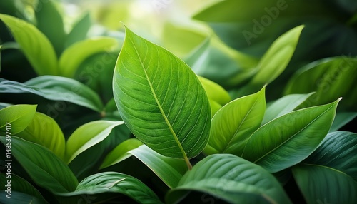 Wallpaper Mural exploring the greenery of nature close up of leaves in a lush environment Torontodigital.ca