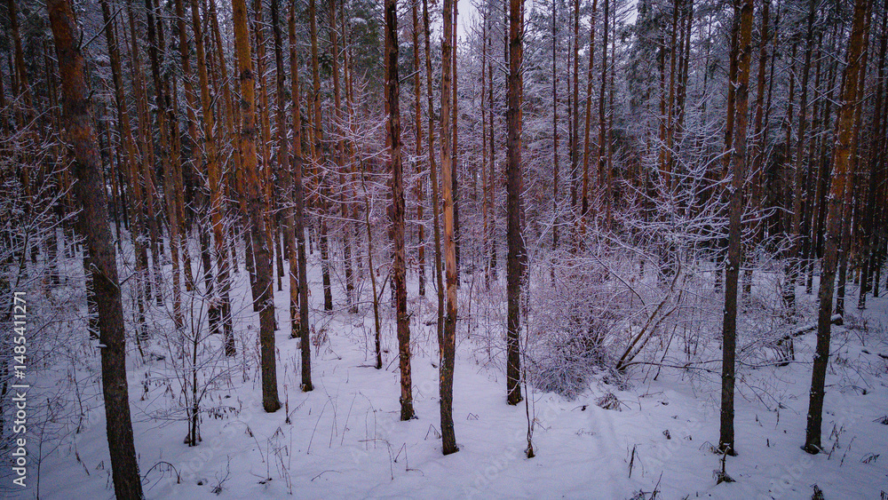 Naklejka premium winter forest landscape in the wild