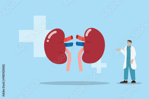 Doctor kidney organ donation transplantation anatomy medicine surgery care disease vector illustration concept hospital healthcare and medicine patient human science support dialysis internal organ