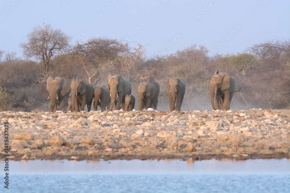 Obraz premium elephants in the water, african giant