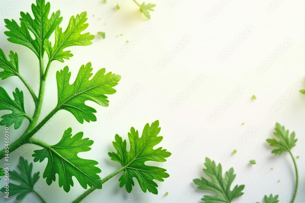 Fototapeta premium Delicate parsley leaf arrangement, repeating motif, background, healthy