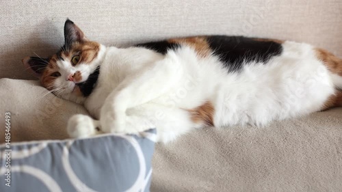 Beautiful domestic tricolor cat with yellow (amber) eyes lies on the back of the sofa and licks. Selective focus, close-up, evening. Slow motion.