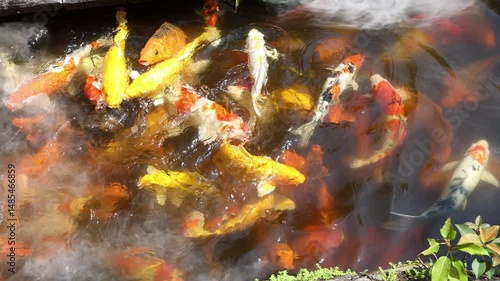 Japanese koi carp in the pond of Orchid Park in Vietnam, Nha Trang. Many fish swim in the pond with artificial fog trying to catch food thrown to them by tourists. Selective focus, close-up.