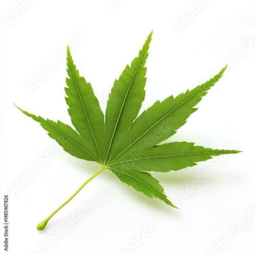 Vibrant green maple leaf, sharply focused against a plain white background.  A single, healthy,  palmate leaf, displays intricate veins.  