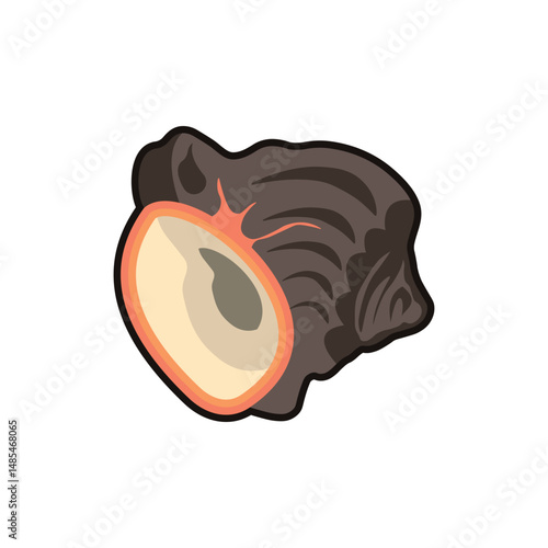Rapan colored vector illustration. Can be used for any platform action promotion and advertising. Isolated symbol sign used for: mobile, app, design, web, dev, ui, ux, gui. EPS 10. For your project.