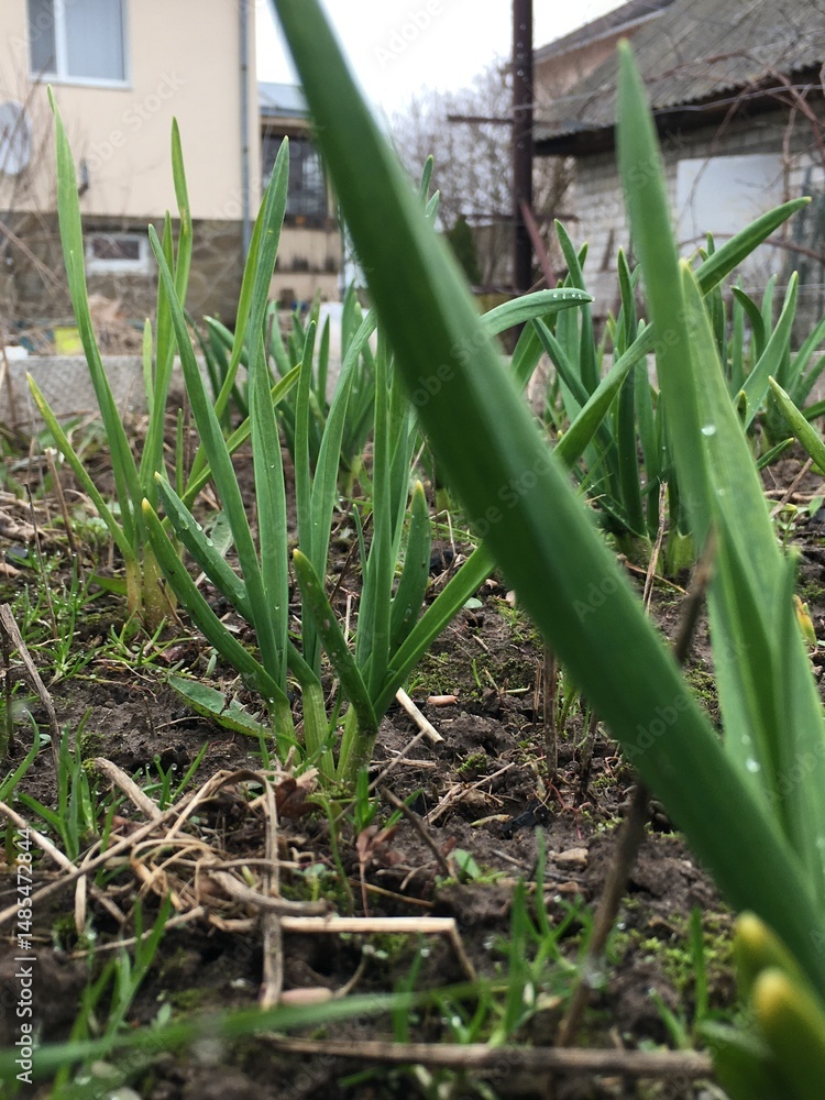 Obraz premium Low angle view of young green onion sprouts growing in fertile spring soil in backyard garden with blurred background of rural house and overcast sky ideal for organic farming and gardening concepts