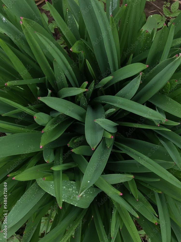 Fototapeta premium Top view of dense green plant leaves in early spring garden with natural daylight and moisture droplets perfect for organic gardening visuals and seasonal nature backgrounds