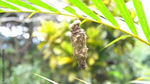 Butterfly cocoon hanging on a branch in costa rica