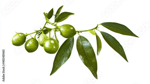 Wallpaper Mural A leafy green olive tree branch with green leaves and green olives Torontodigital.ca