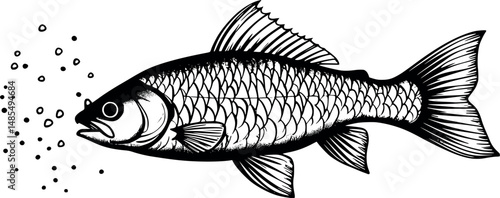 Minnow fish engraving in minimalist antique style on white