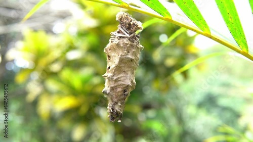 Butterfly cocoon hanging on a branch in costa rica