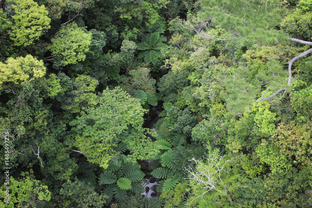 Naklejka premium 沖縄ヤンバルの森