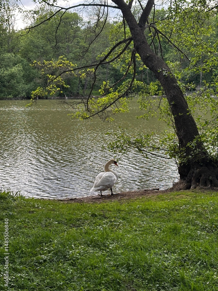 Fototapeta premium swan on the shore by the lake