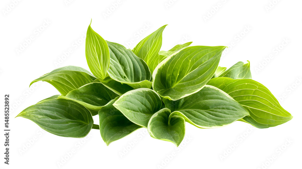 Fresh Green Hosta Plant Leaves on White Background Fresh Green Hosta Plant Leaves on White Background