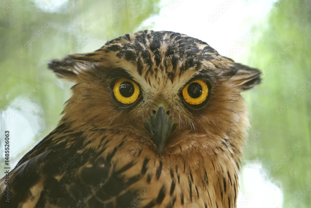 Naklejka premium closeup of a ketupa owl