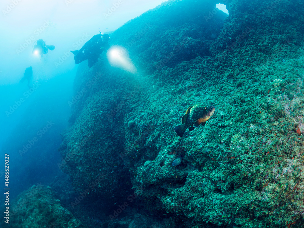 Fototapeta premium group of divers diving with flashlights illuminate grouper fish swimming along the bottom of the sea, concept of recreational scuba diving and underwater adventure