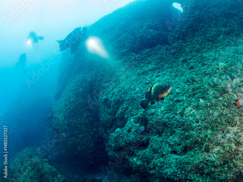 group of divers diving with flashlights illuminate grouper fish swimming along the bottom of the sea, concept of recreational scuba diving and underwater adventure