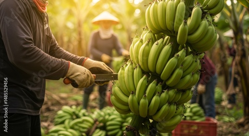 Farmers Harvesting Green Bananas in a Sunny Plantation
